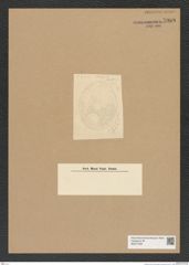 Diatomeae indet. Zeichnungen Sammlung Grunow Nr. 7968 (NHMW-BOT-W0377256)